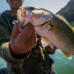 Do bass have teeth thumbnail