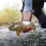 Trout Fishing Basics Guide