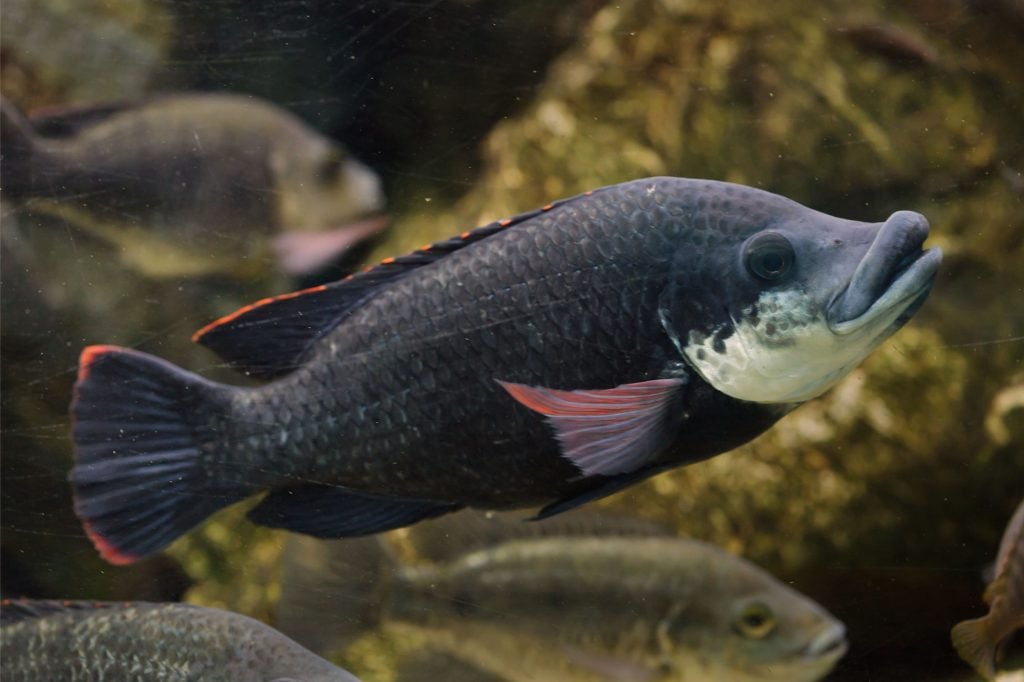 how to catch tilapia thumbnail