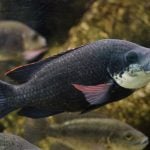 how to catch tilapia thumbnail