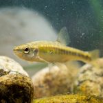 how to hook a minnow thumbnail