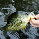angler caught a crappie