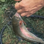 man killing fish humanely after catching it using a stick