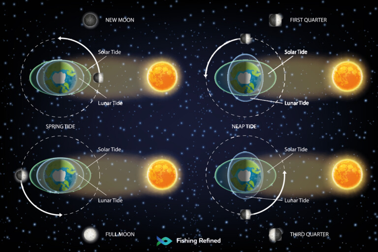 How Moon Phases Ocean Tides Affect Fishing Success
